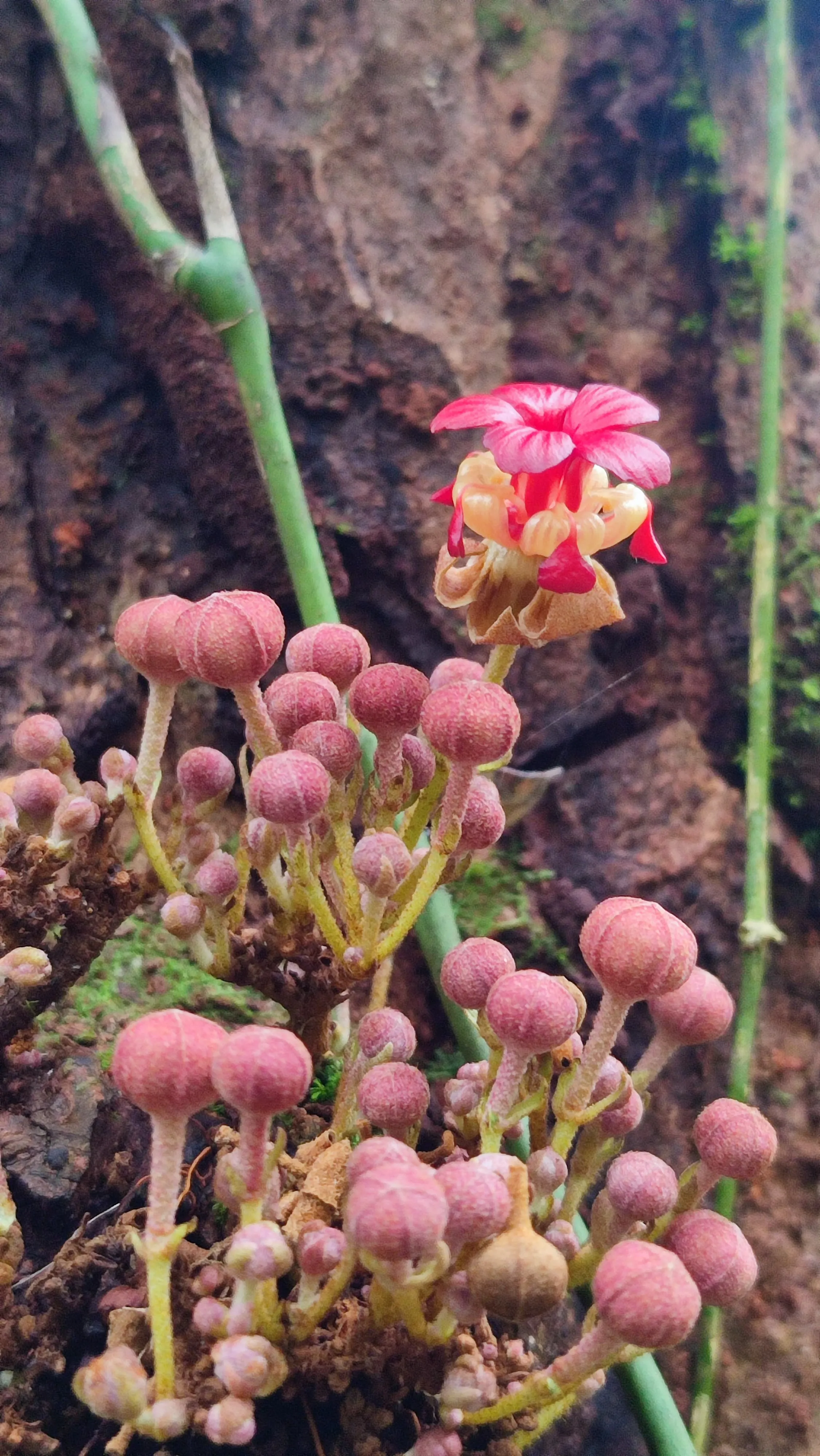 Couroupita guianensis